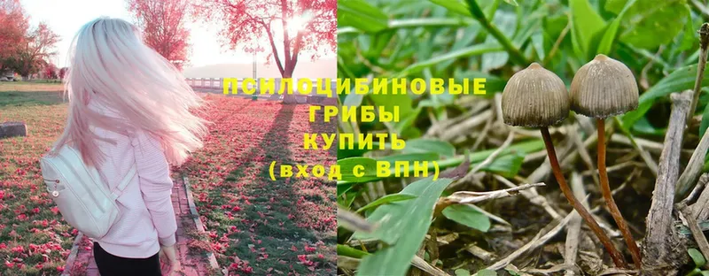 Галлюциногенные грибы Psilocybe  Тавда 